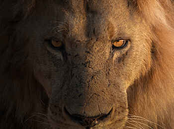 Xugana Island Lodge: Ein imposanter Löwe Xugana Island Lodge: Ein imposanter Löwe