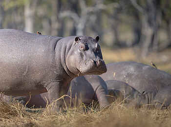 Xugana Island Lodge: Ein Nilpferd außerhalb des Wassers Xugana Island Lodge: Ein Nilpferd außerhalb des Wassers