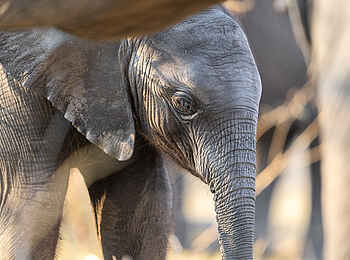 Xugana Island Lodge: Ein Babyelefant Xugana Island Lodge: Ein Babyelefant