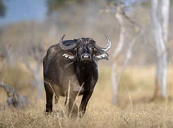 Xugana Island Lodge: Ein aufmerksamer Büffel Xugana Island Lodge: Ein aufmerksamer Büffel
