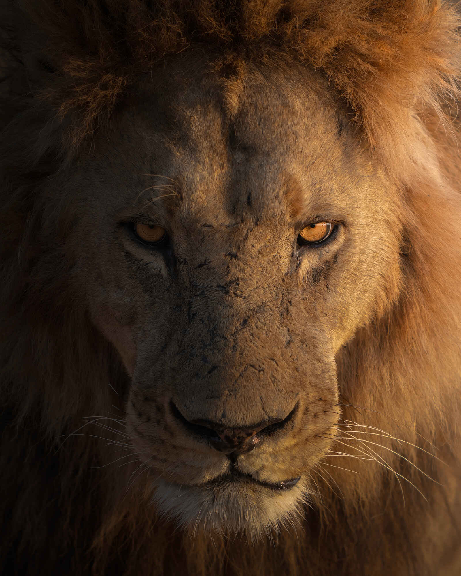 Xugana Island Lodge: Ein imposanter Löwe Xugana Island Lodge: Ein imposanter Löwe