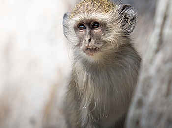 Xugana Island Lodge: Eine junge Meerkatze Xugana Island Lodge: Eine junge Meerkatze