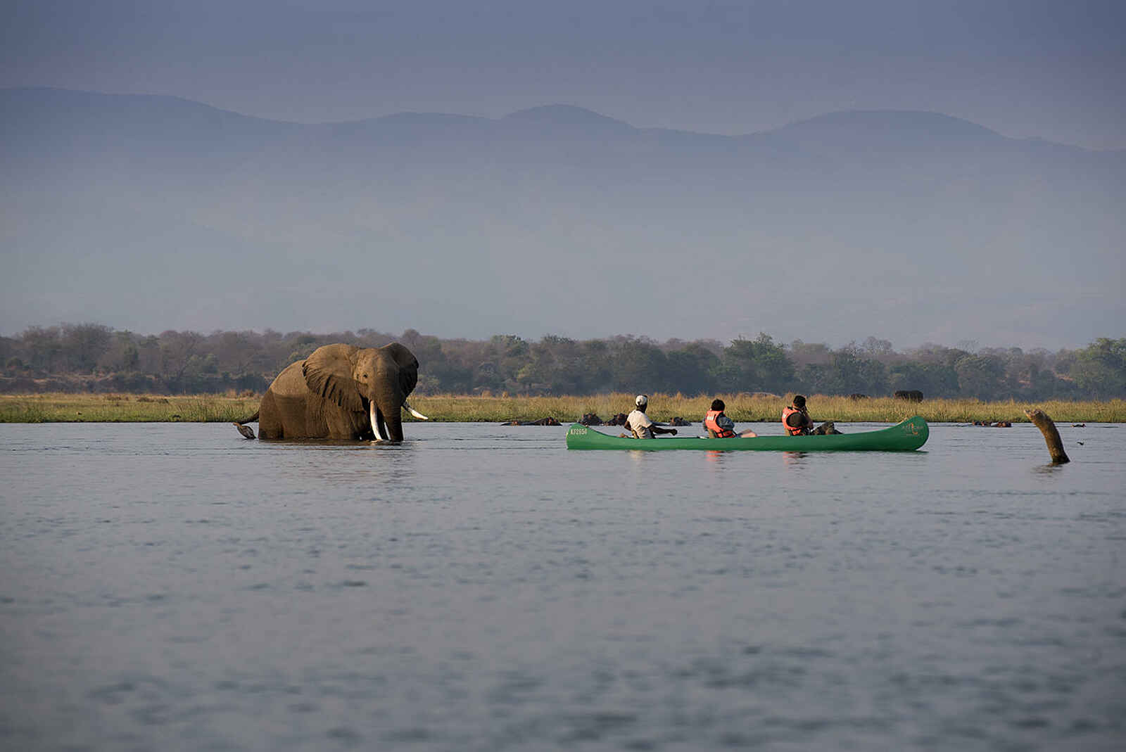 Zambezi Expeditions Camp: Ein Riese im Wasser Zambezi Expeditions Camp: Ein Riese im Wasser