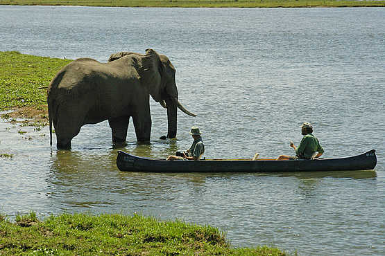 Goliath Tented Camp: Begegnung zwischen Kanu und Elefant