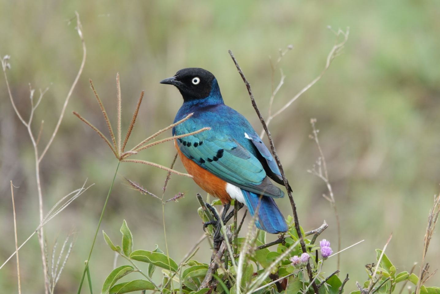 Superb Starling