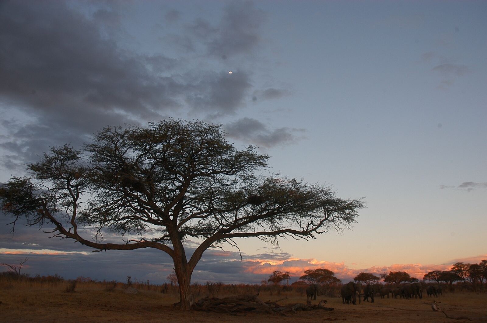 Somalisa Acacia Camp: Akazie