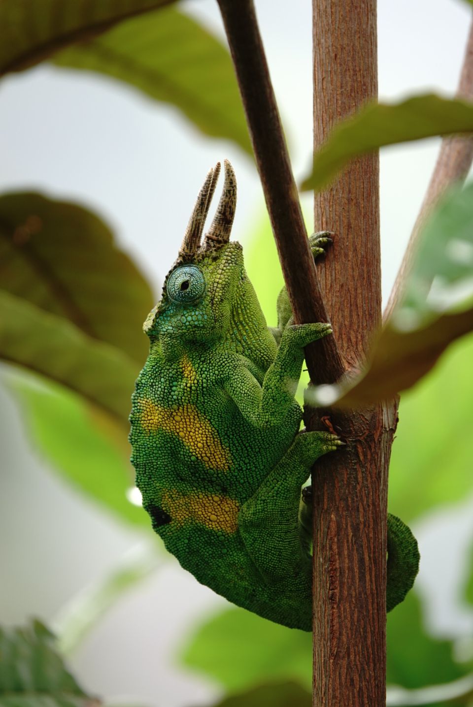 Chamäleon in Bwindi