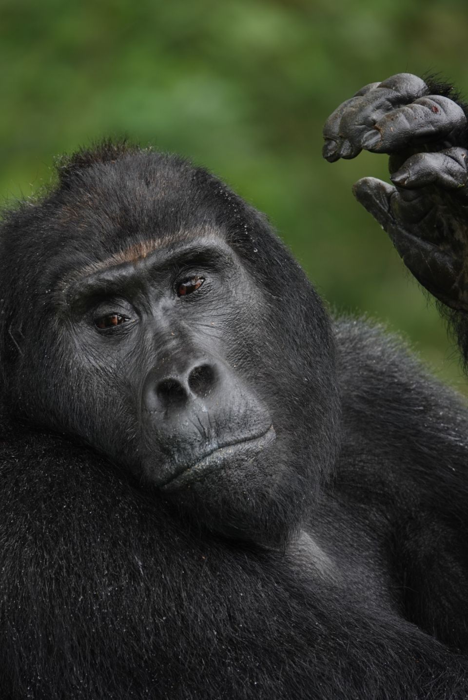 Gorilla