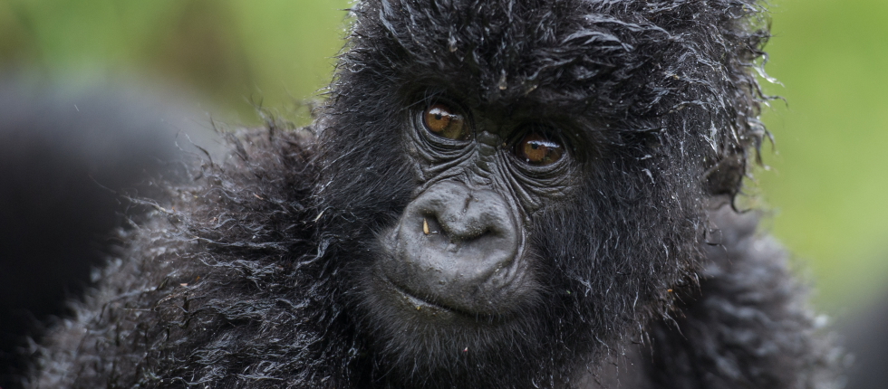 Highland Mountain Gorillas, Rwanda, Volcanoes National Park, Bisate Lodge, Wilderness Safaris, Berggorilla, afrikarma, afrikarma Safaris, afrikarma Safaris - Wildnis. Hautnah., afrikarma.de