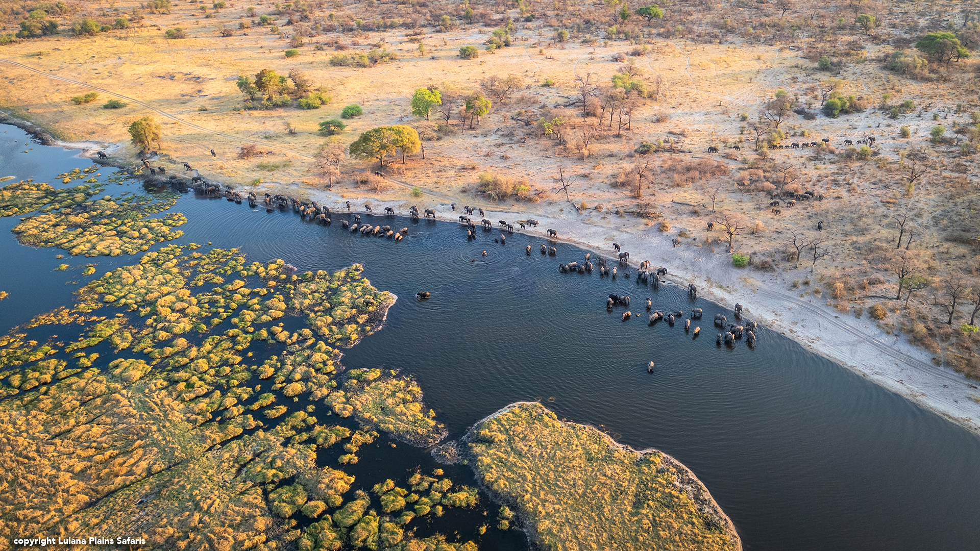 Luiana Plains Expedition Camp: Elefantenherde beim trinken aus der Vogelperspektive Luiana Plains Expedition Camp: Elefantenherde beim trinken aus der Vogelperspektive