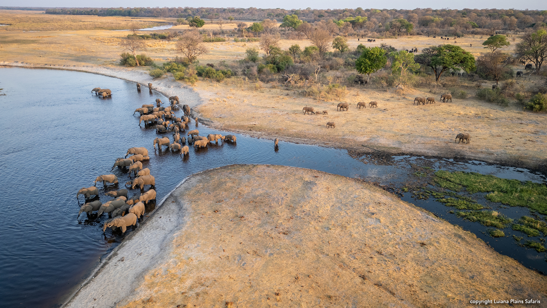 Luiana Plains Expedition Camp: Elefantenherde im Wasser