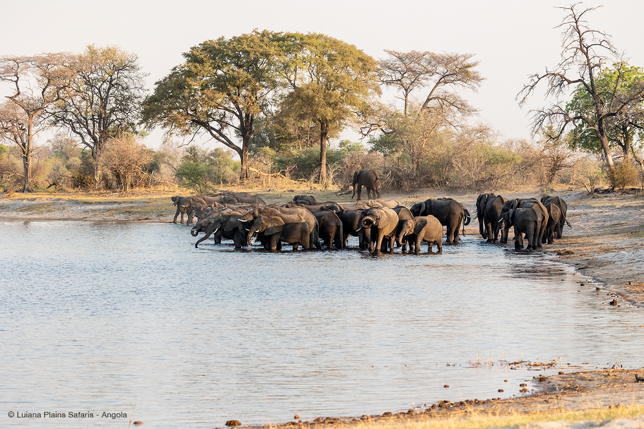 Luiana Plains Expedition Camp: Elefantenherde mit Jungtieren beim Trinken
