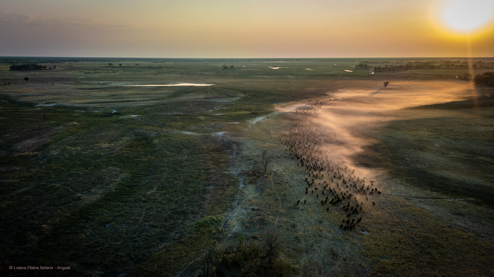 Luiana Plains Expedition Camp: Große Büffelherde