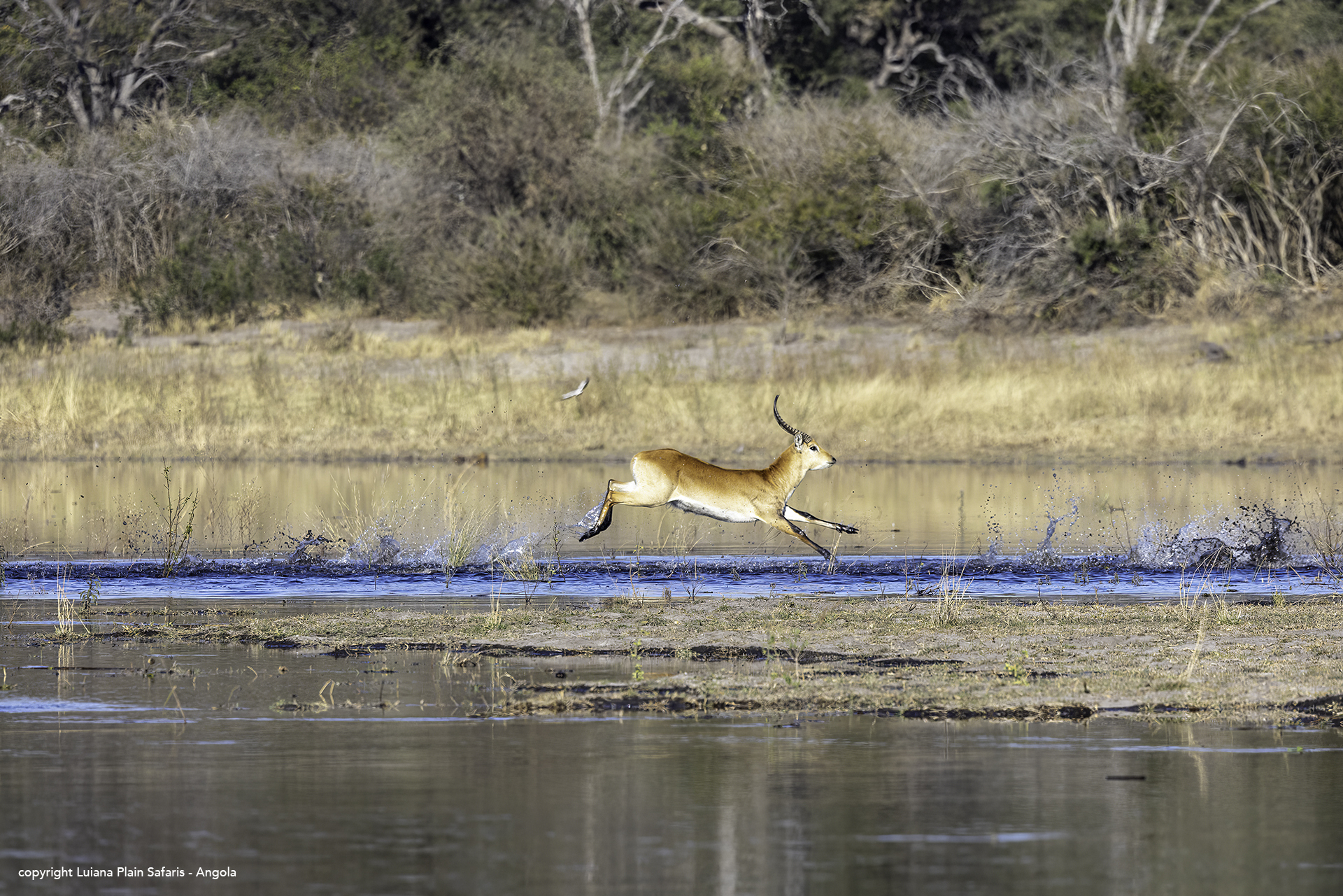 Luiana Plains Expedition Camp: Puku im Wasser