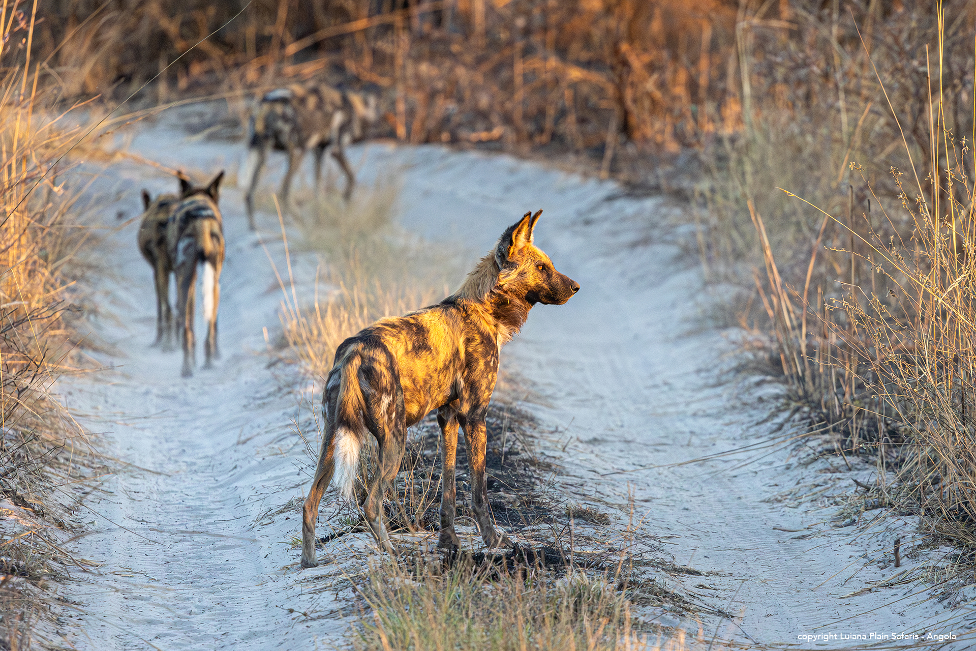 Luiana Plains Expedition Camp: Wildhunde auf der Piste Luiana Plains Expedition Camp: Wildhunde auf der Piste