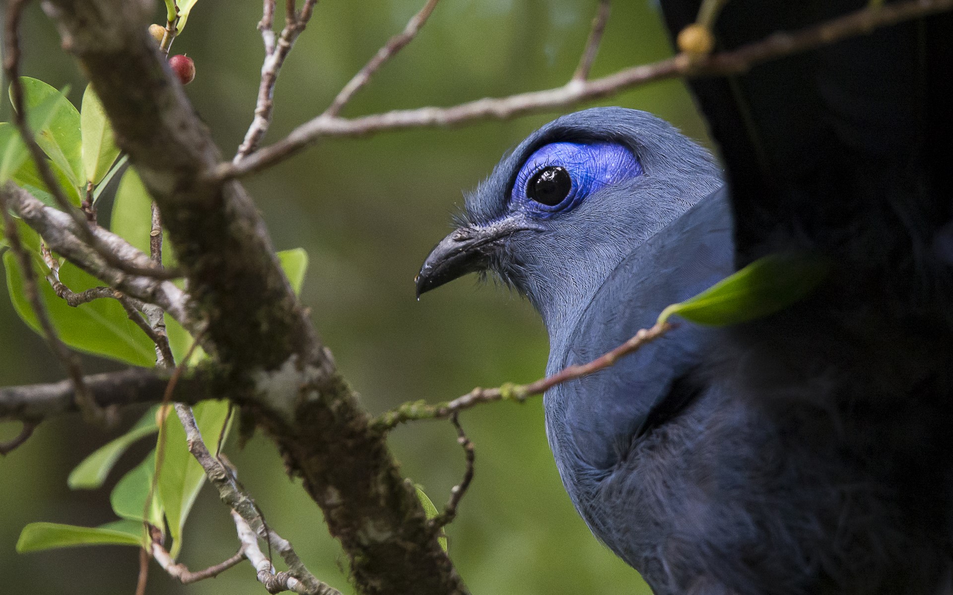 Masoala Forest Lodge: Blue Coua