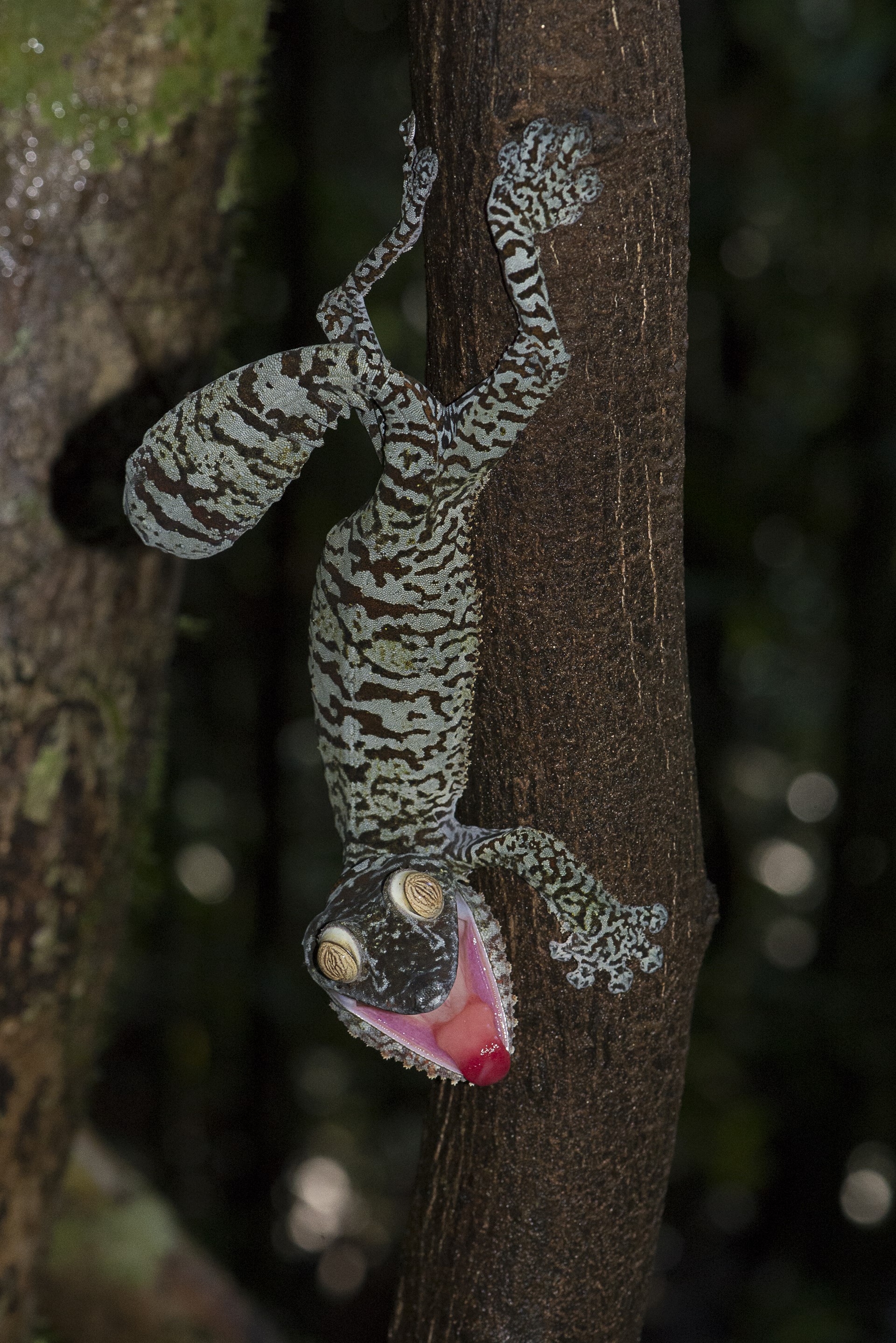 Masoala Forest Lodge: Leaf Tailed Gecko in Drohgbärde
