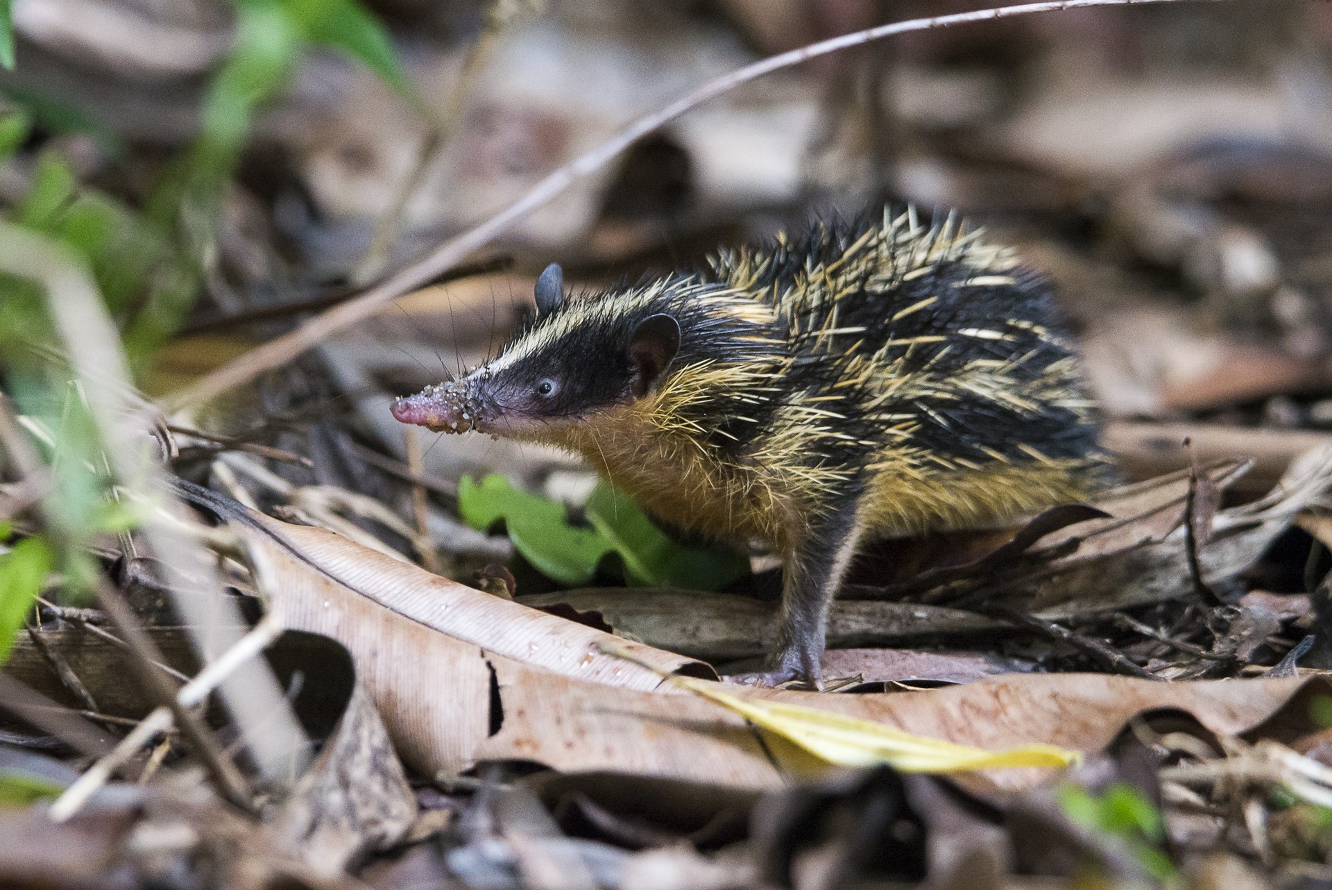 Masoala Forest Lodge: Tenrec