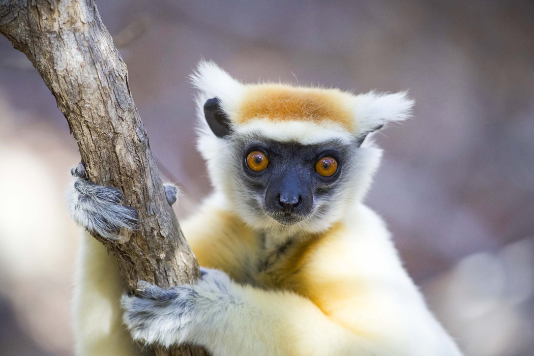 Time + Tide Miavana: Kronenmaki Nahaufnahme Time + Tide Miavana: Kronenmaki Nahaufnahme