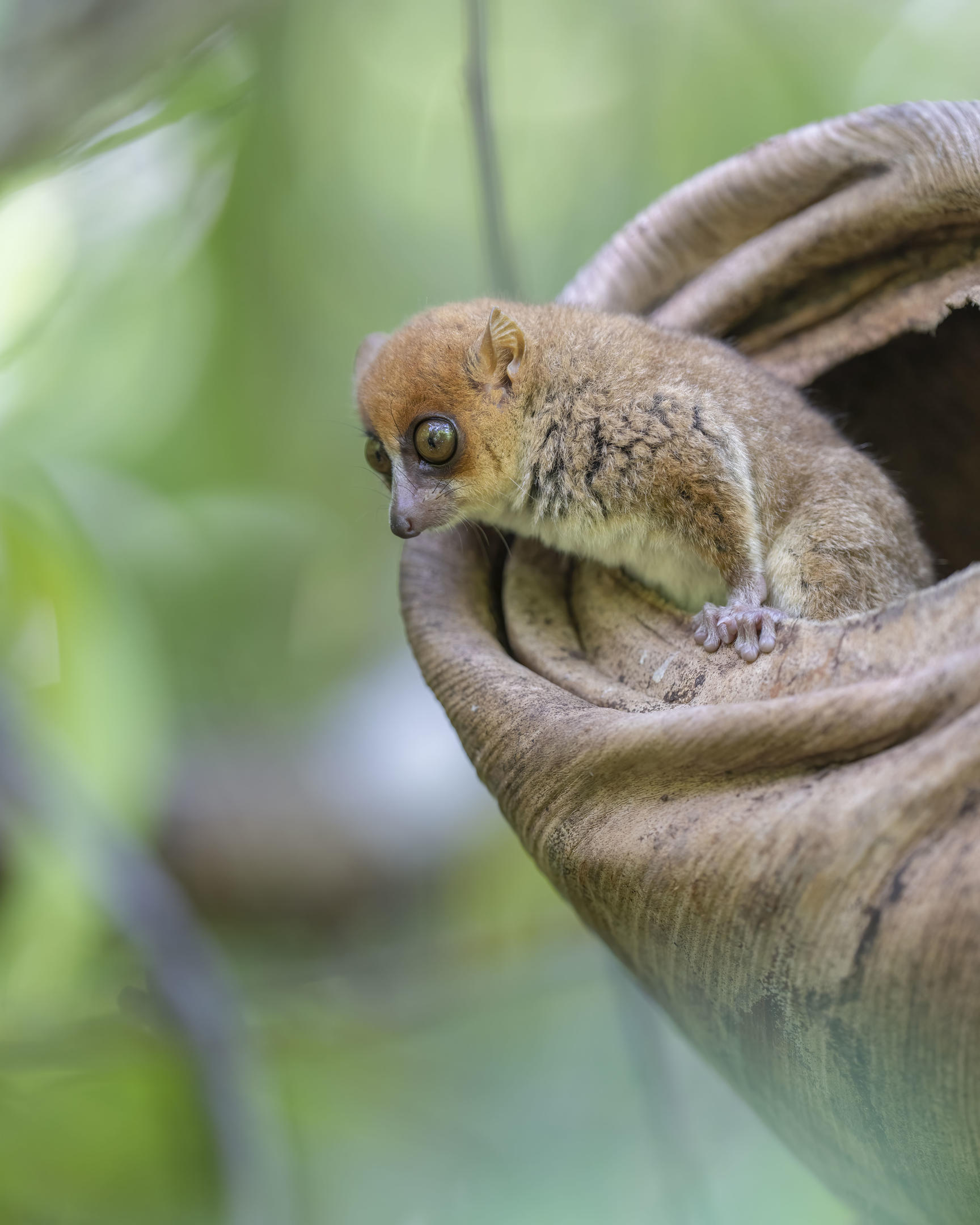 Time + Tide Tsara Komba: Die Mausmaki sind die kleinste Lemurenart
