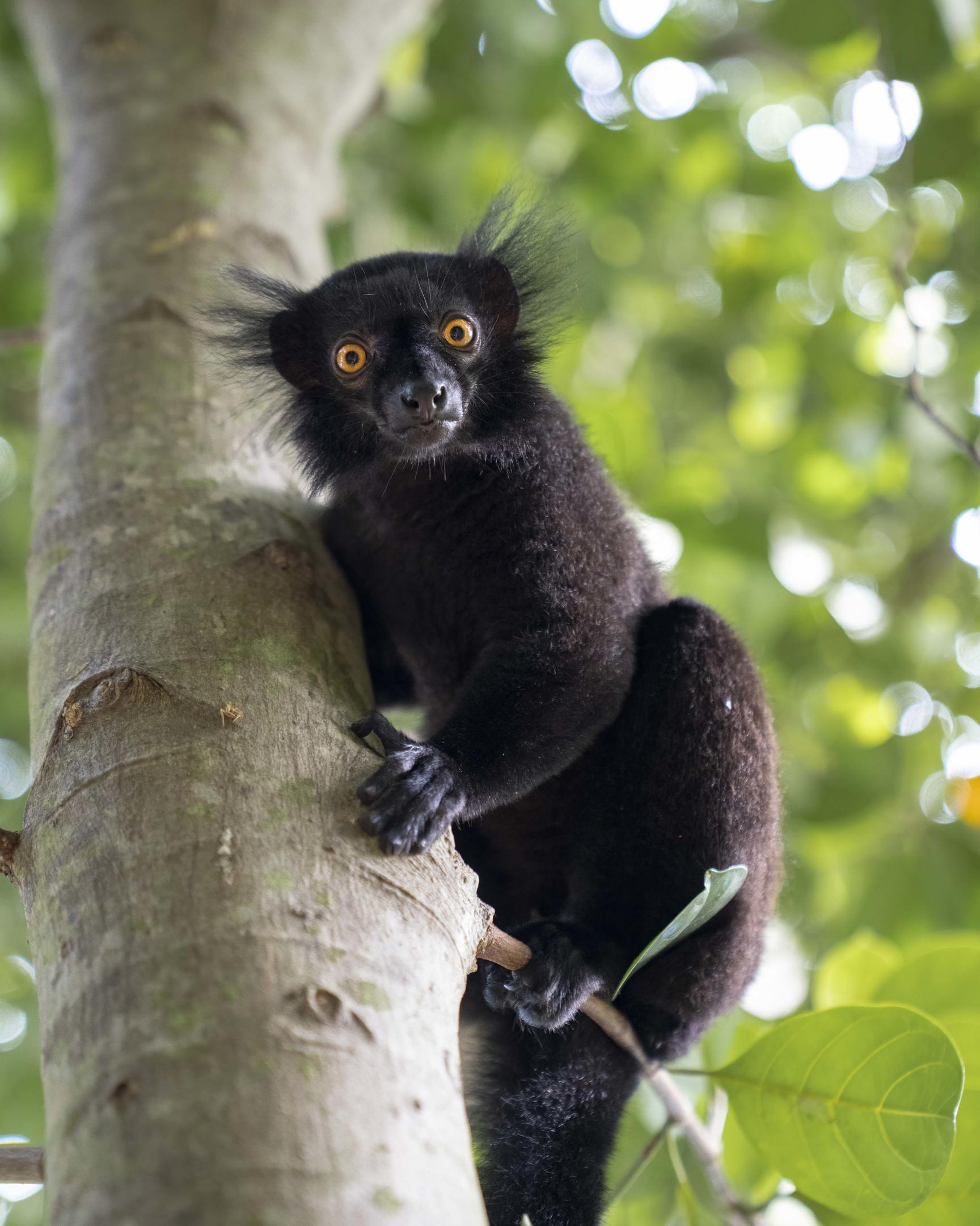 Time + Tide Tsara Komba: Ein neugieriger Mohrenmaki