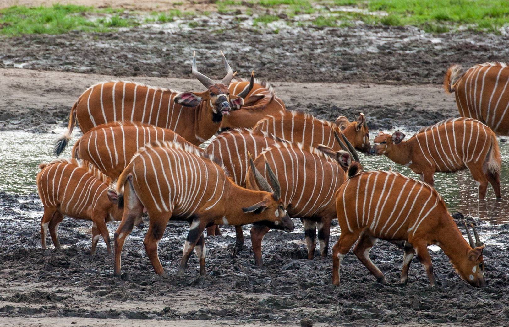 Sangha Lodge: Bongoherde