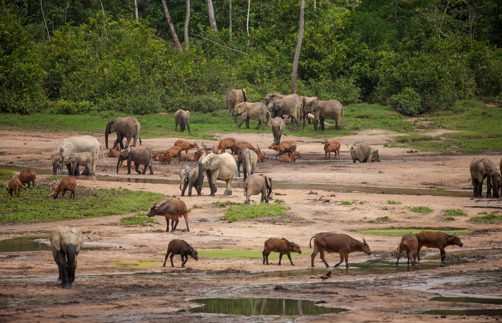 Sangha Lodge: Versammlung der Tiere