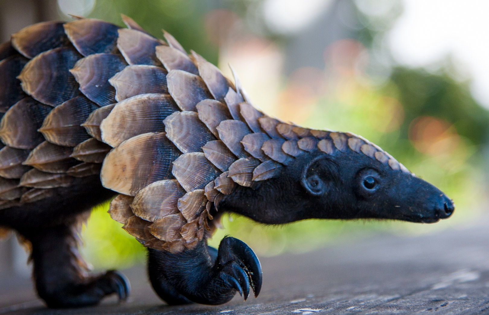 Sangha Lodge: Pangolinportrait