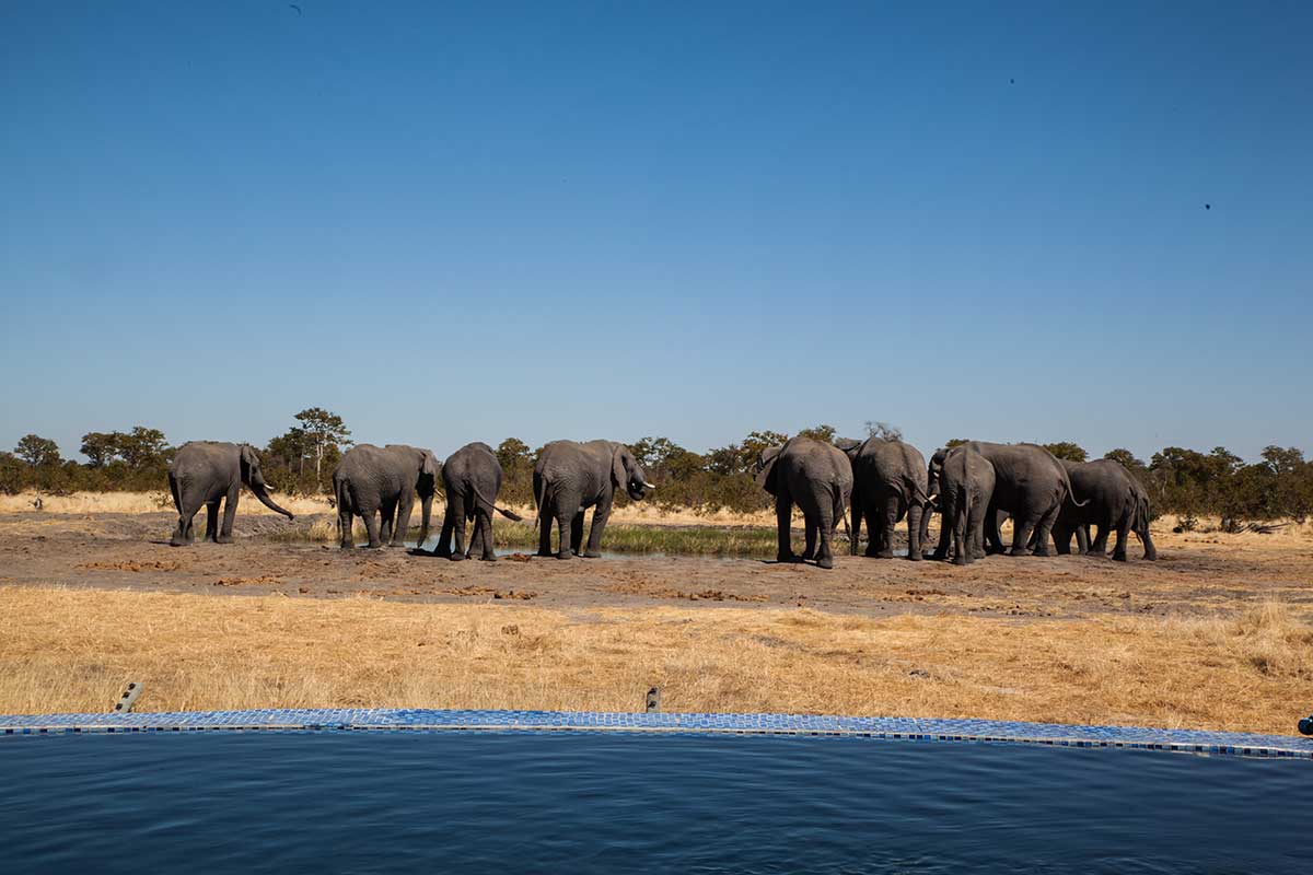 Camp Kuzuma, Hideaways, Kazuma Forest Reserve, Elefant, Game Drive, Tiere, Wasserloch, Afrikarma, Afrikarma Safaris, Afrikarma Safaris - Wildnis. Hautnah., Afrikarma.de