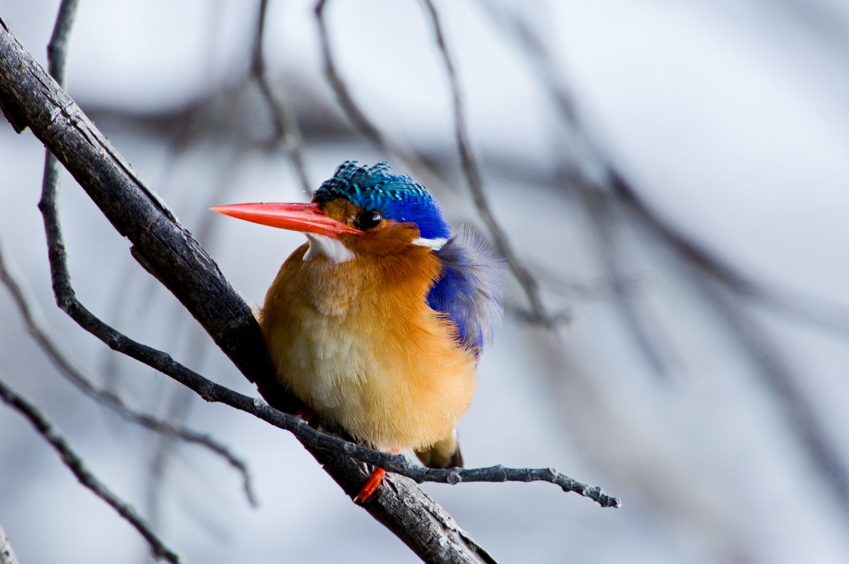 Desert & Delta Safaris: Zwergfischer