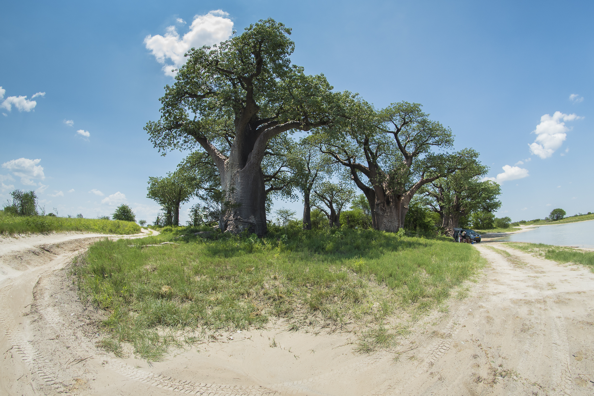 Baines Baobab, Boteti River, Bushveld, Leopard Plains, Makgadikgadi National Park, Nxai Pan National Park, Game Drive, Landschaft, Tiere, Baobab, Afrikarma, Afrikarma Safaris, Afrikarma Safaris. Wildnis. Hautnah., Afrikarma.de