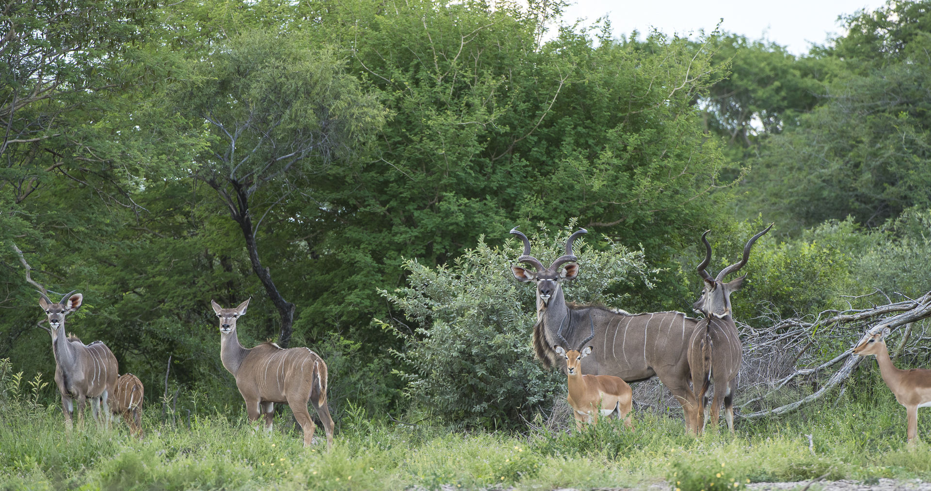 Baines Baobab, Boteti River, Bushveld, Leopard Plains, Makgadikgadi National Park, Nxai Pan National Park, Game Drive, Landschaft, Tiere, Kudu, Afrikarma, Afrikarma Safaris, Afrikarma Safaris. Wildnis. Hautnah., Afrikarma.de