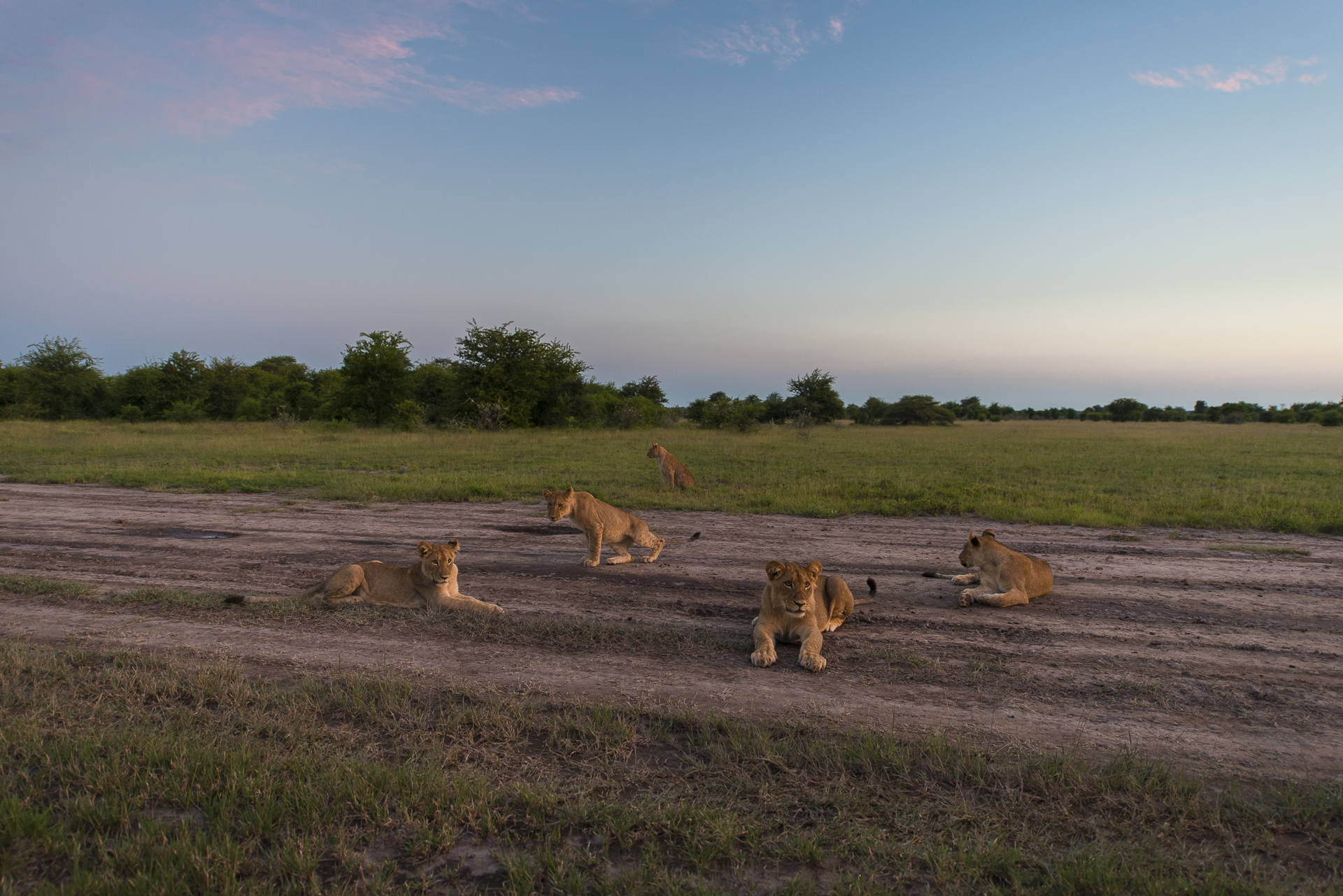 Baines Baobab, Boteti River, Bushveld, Leopard Plains, Makgadikgadi National Park, Nxai Pan National Park, Game Drive, Landschaft, Tiere, Löwen, Afrikarma, Afrikarma Safaris, Afrikarma Safaris. Wildnis. Hautnah., Afrikarma.de