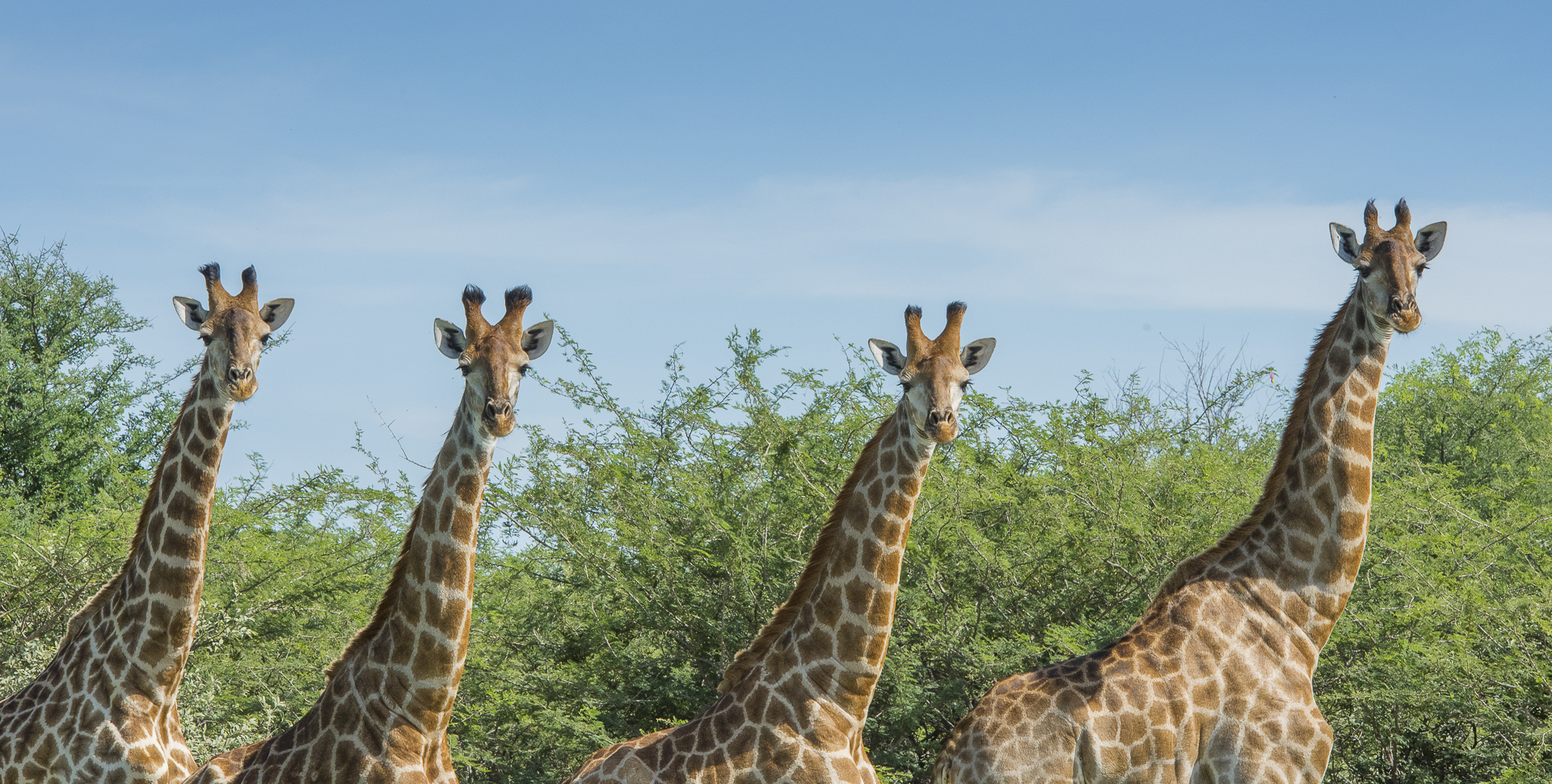 Baines Baobab, Boteti River, Bushveld, Leopard Plains, Makgadikgadi National Park, Nxai Pan National Park, Game Drive, Landschaft, Tiere, Giraffe, Afrikarma, Afrikarma Safaris, Afrikarma Safaris. Wildnis. Hautnah., Afrikarma.de