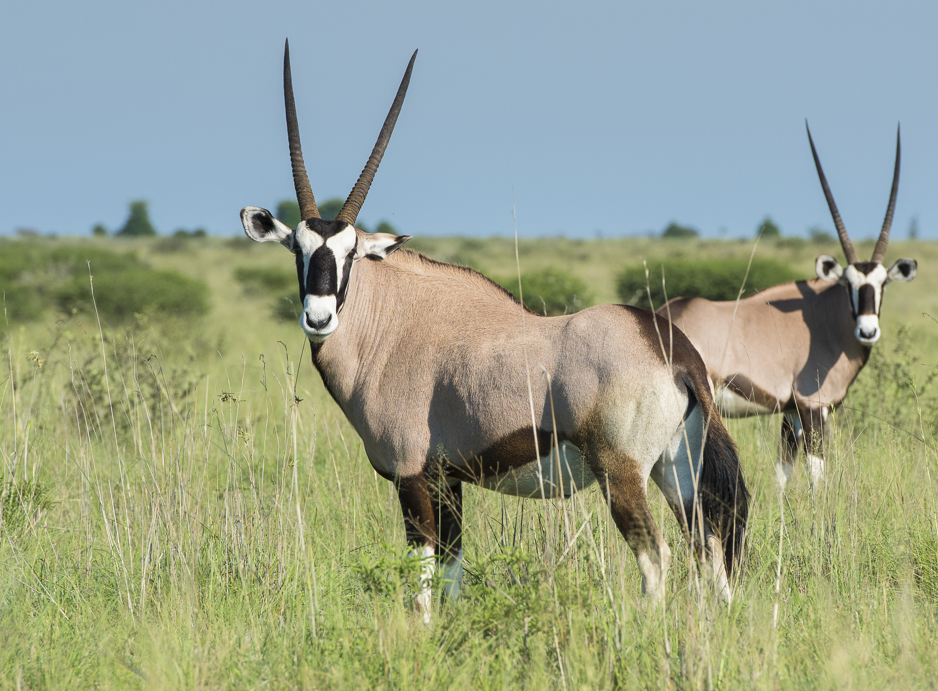 Baines Baobab, Boteti River, Bushveld, Leopard Plains, Makgadikgadi National Park, Nxai Pan National Park, Game Drive, Landschaft, Tiere, Gamsbock, Oryx, Afrikarma, Afrikarma Safaris, Afrikarma Safaris. Wildnis. Hautnah., Afrikarma.de