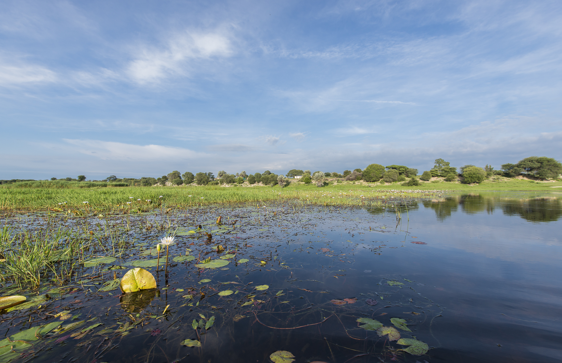 Baines Baobab, Boteti River, Bushveld, Leopard Plains, Makgadikgadi National Park, Nxai Pan National Park, Game Drive, Landschaft, Tiere, Wasserpflanzen, Afrikarma, Afrikarma Safaris, Afrikarma Safaris. Wildnis. Hautnah., Afrikarma.de