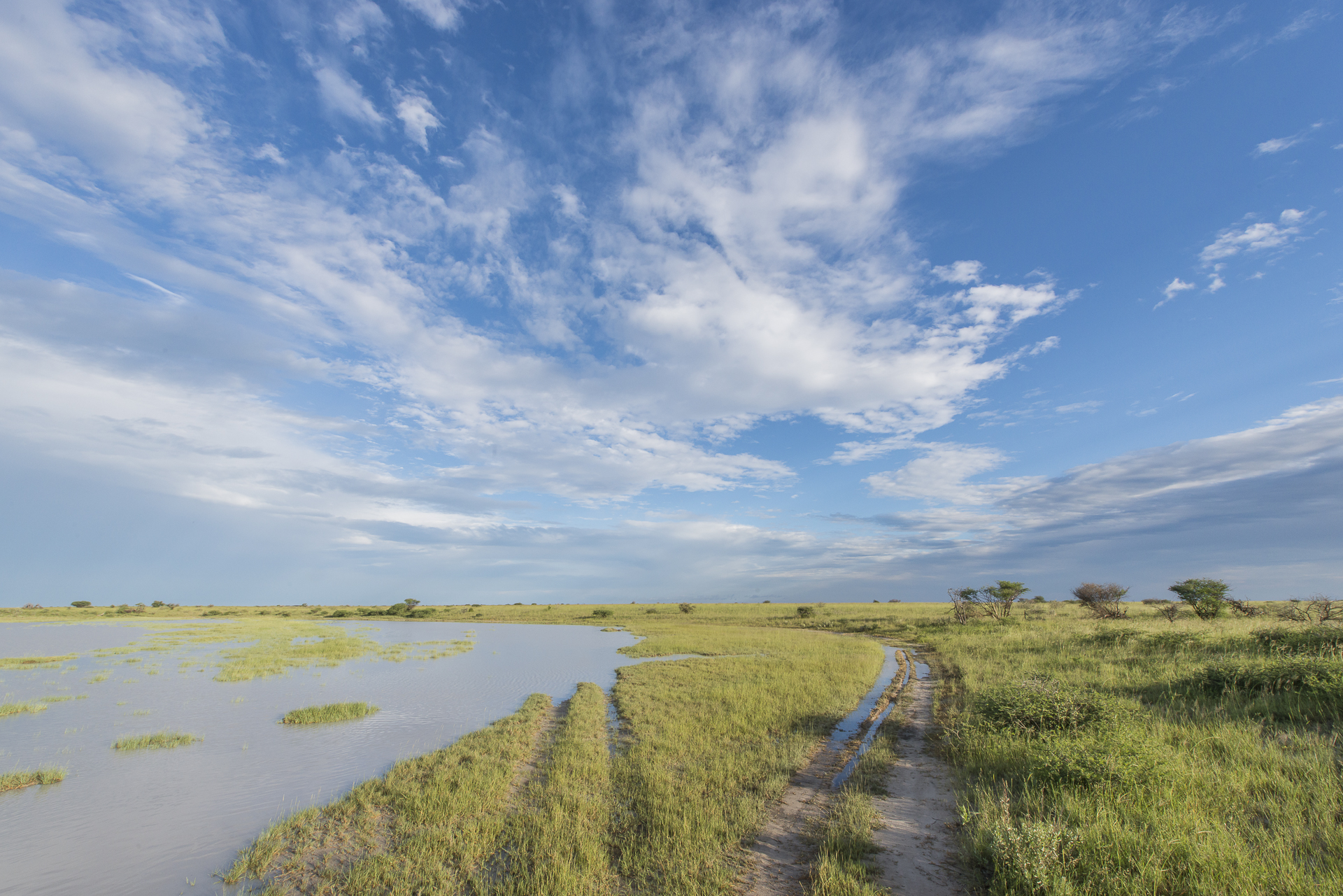 Baines Baobab, Boteti River, Bushveld, Leopard Plains, Makgadikgadi National Park, Nxai Pan National Park, Game Drive, Landschaft, Tiere, Regen, Überflutung, Afrikarma, Afrikarma Safaris, Afrikarma Safaris. Wildnis. Hautnah., Afrikarma.de