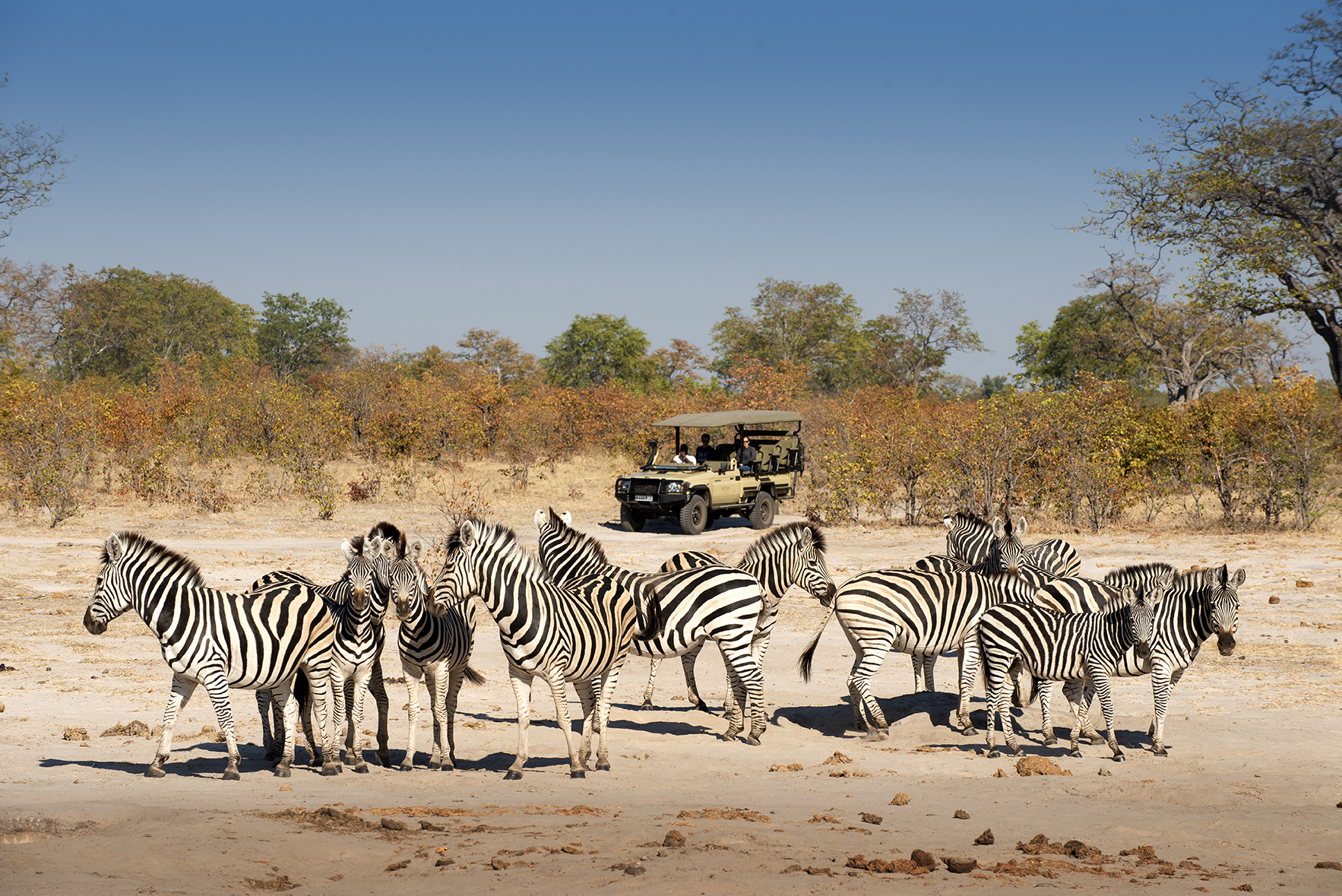 African Bush Camps, Chobe Enclave, Glambing, Linyanti Expeditions, Linyanti Sümpfe, Aktivitäten, Game Drive, Zebra, Afrikarma, Afrikarma Safaris, Afrikarma Safaris. Wildnis. Hautnah., Afrikarma.de