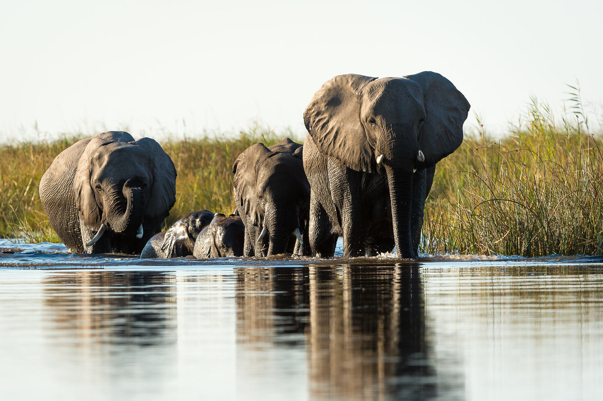 Linyanti Tented Camp: Elefanten im Wasser