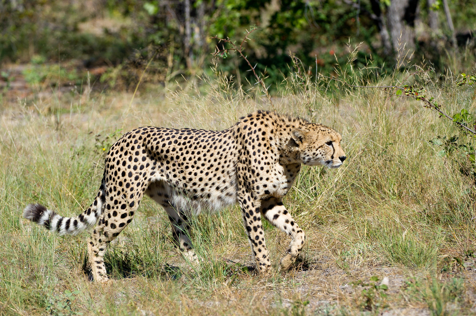 Linyanti Tented Camp: Gepard