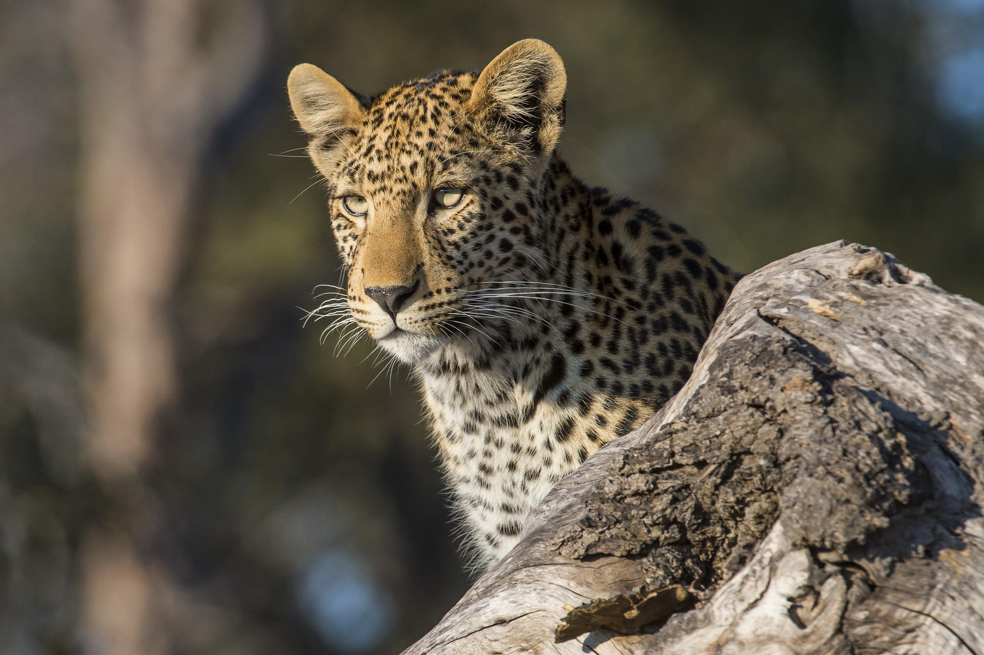 Linyanti Tented Camp: Leopard