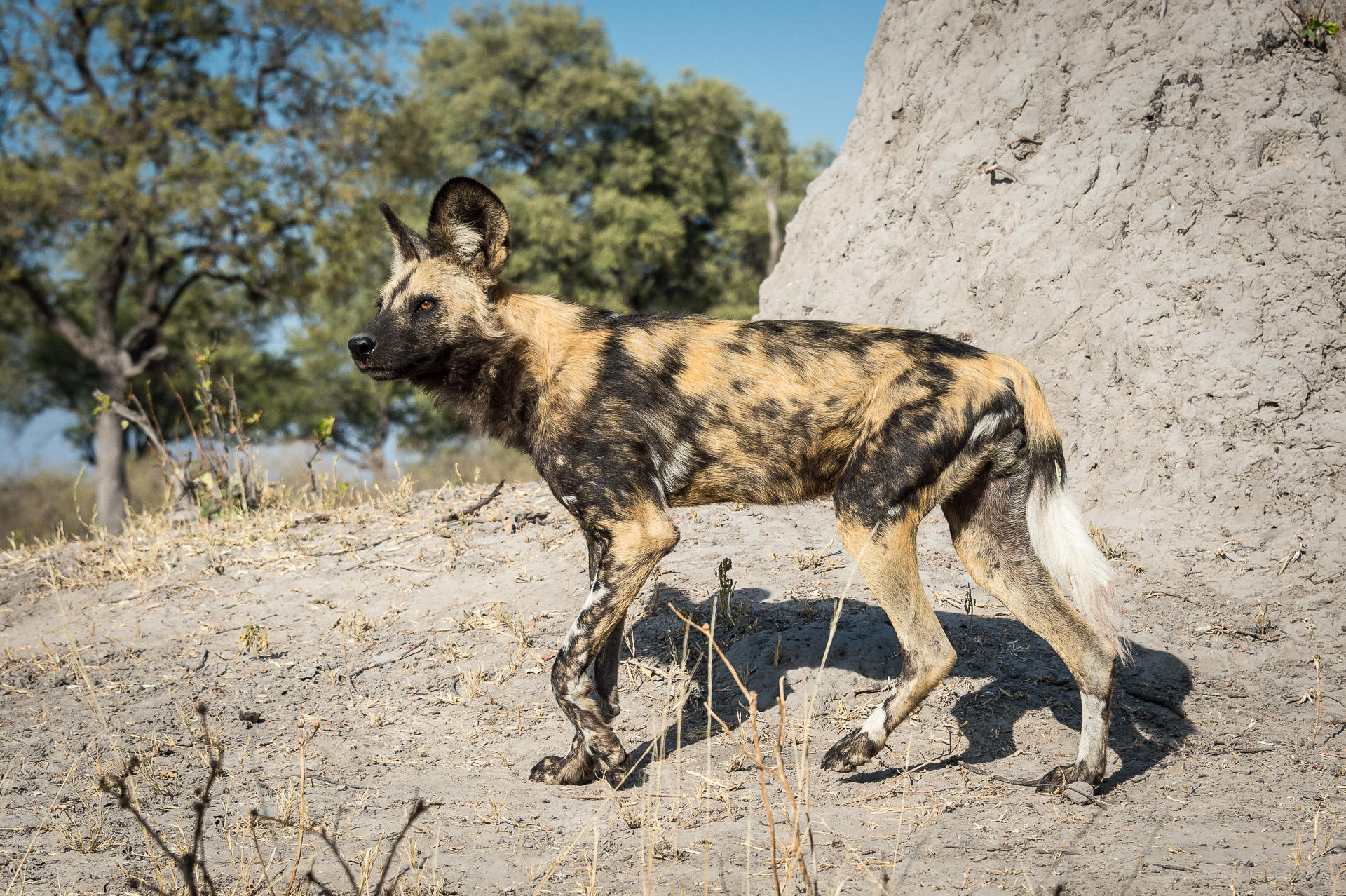 Linyanti Tented Camp: Wildhund