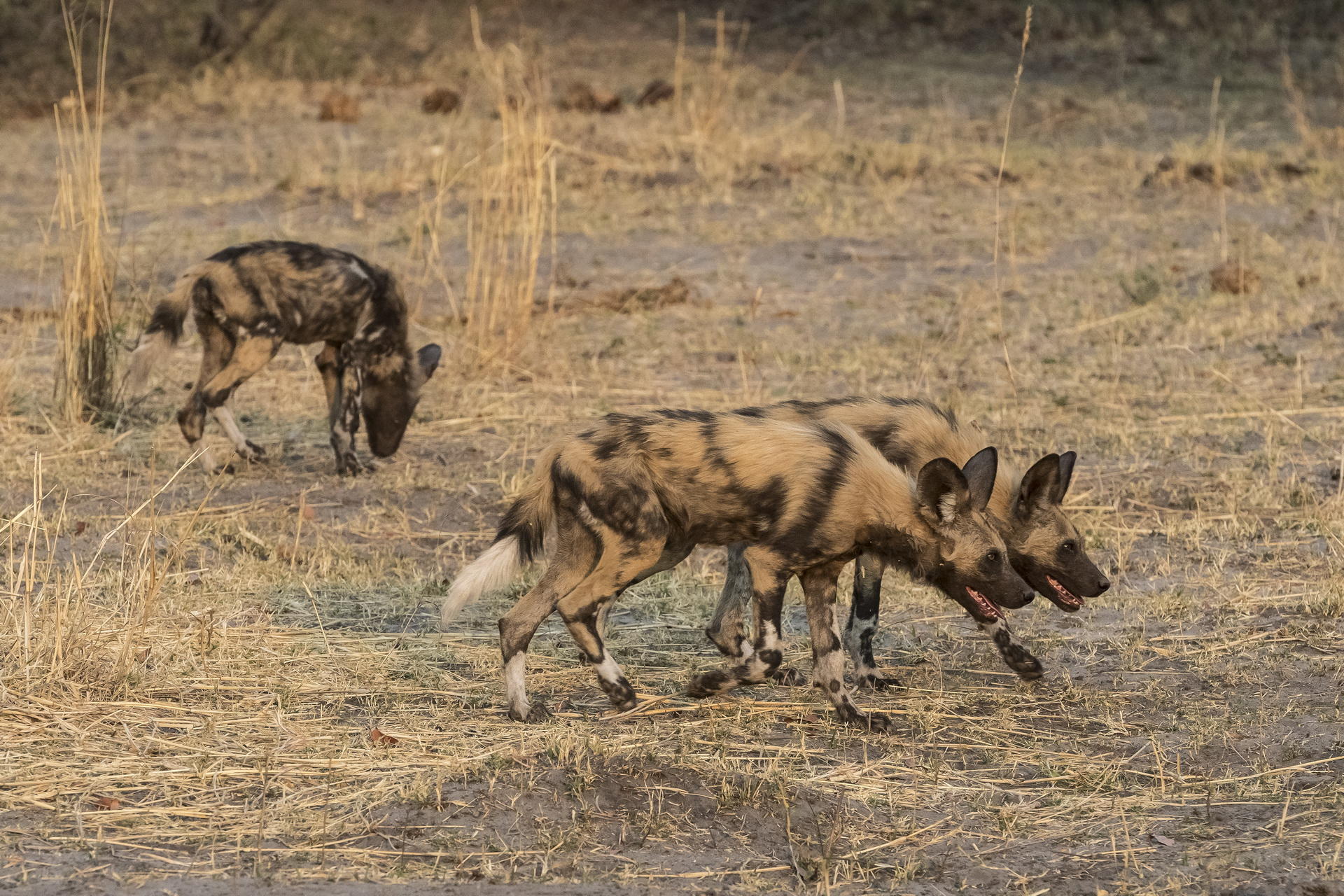 Linyanti Tented Camp: Wildhunde