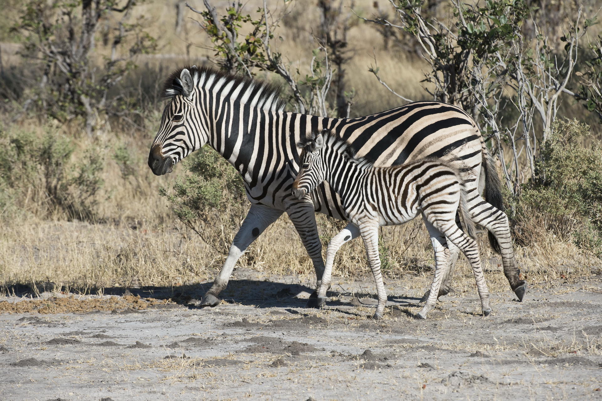 Linyanti Tented Camp: Zebras