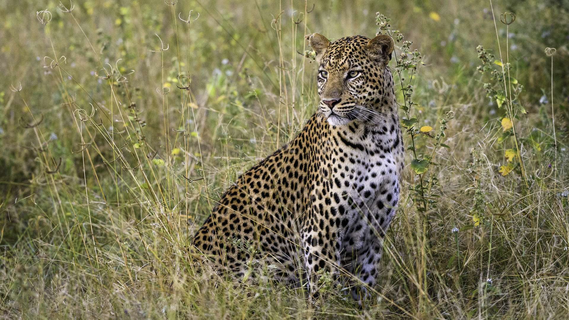 Linyanti Konzession, Little DumaTau, Wilderness Safaris, Zibadianja Lgoon, Leopard, Panthera Pardus, Afrikarma, Afrikarma Safaris, Afrikarma Safaris. Wildnis. Hautnah., Afrikarma.de