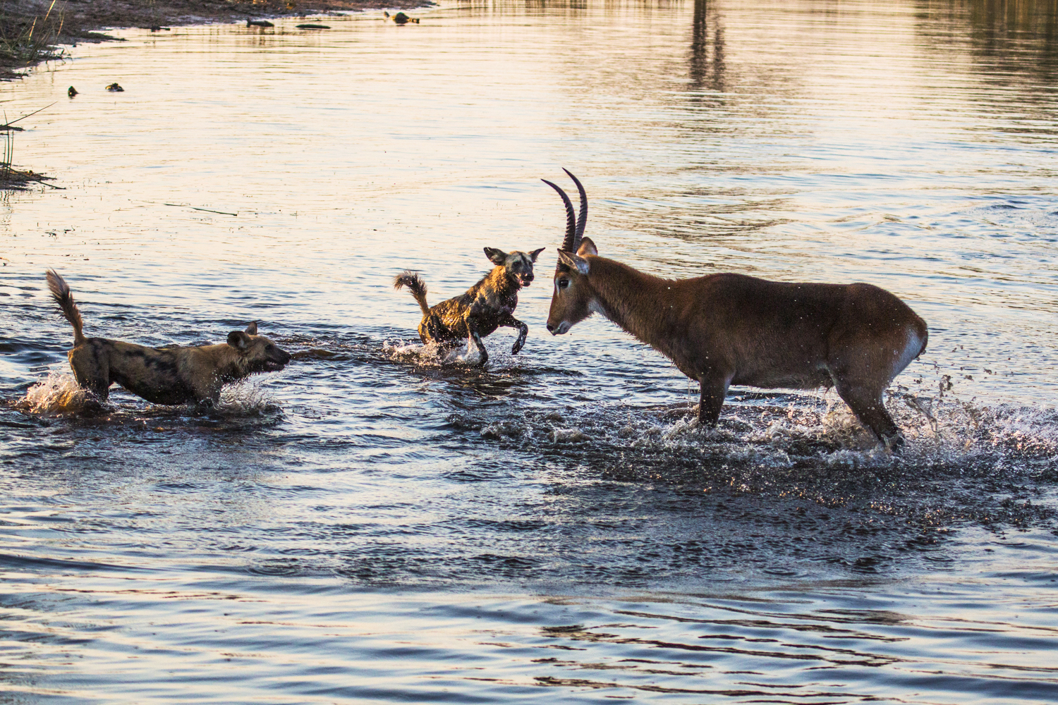 Selinda Camp: Afrikanischer Wildhunde im Fluss Selinda Camp: Afrikanischer Wildhunde im Fluss