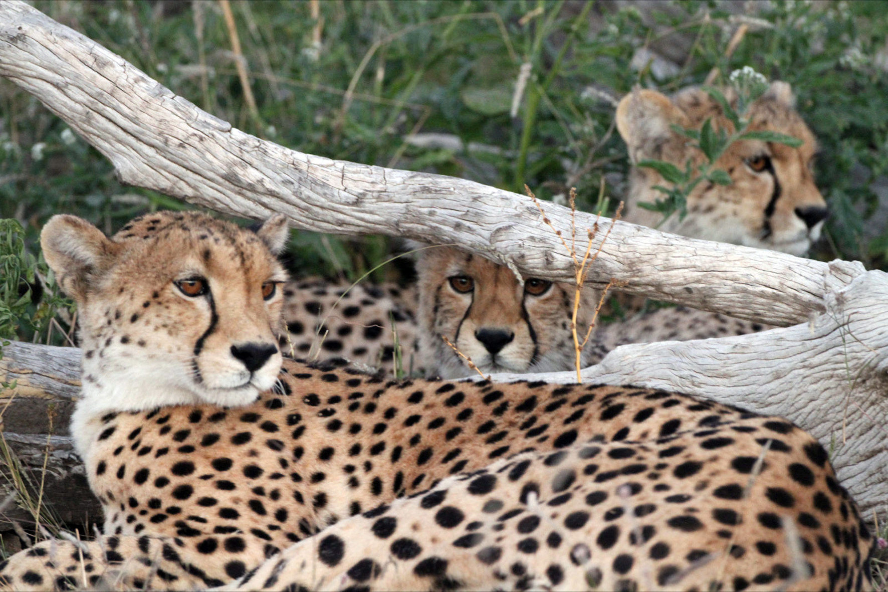 botswana safari, safari botswana, tuli lodge, tuli lodge bilder, tuli lodge botswana, tuli safari lodge, tuli safari lodge bilder, gepard, raubkatzen, tiere, Tuli Safari Lodge Masahtu