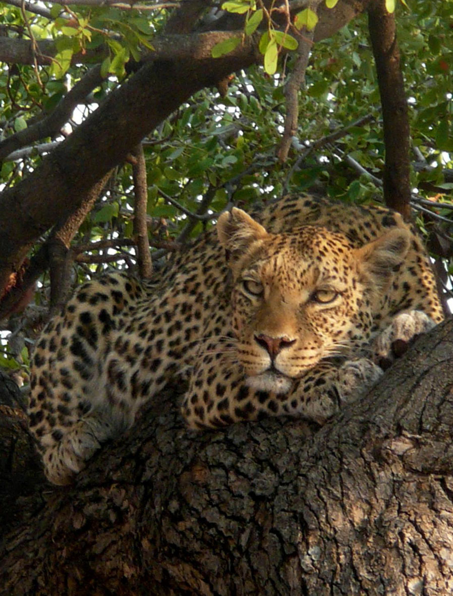 Tuli Safari Lodge Mashatu: Leopard ruht im Baum