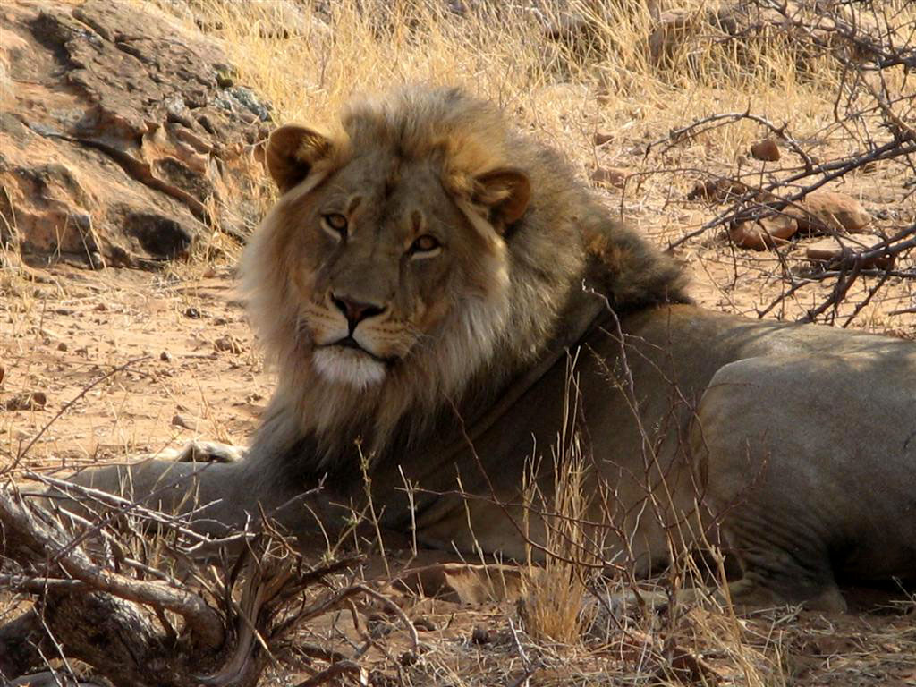 Tuli Safari Lodge Mashatu: Stattlicher Löwe