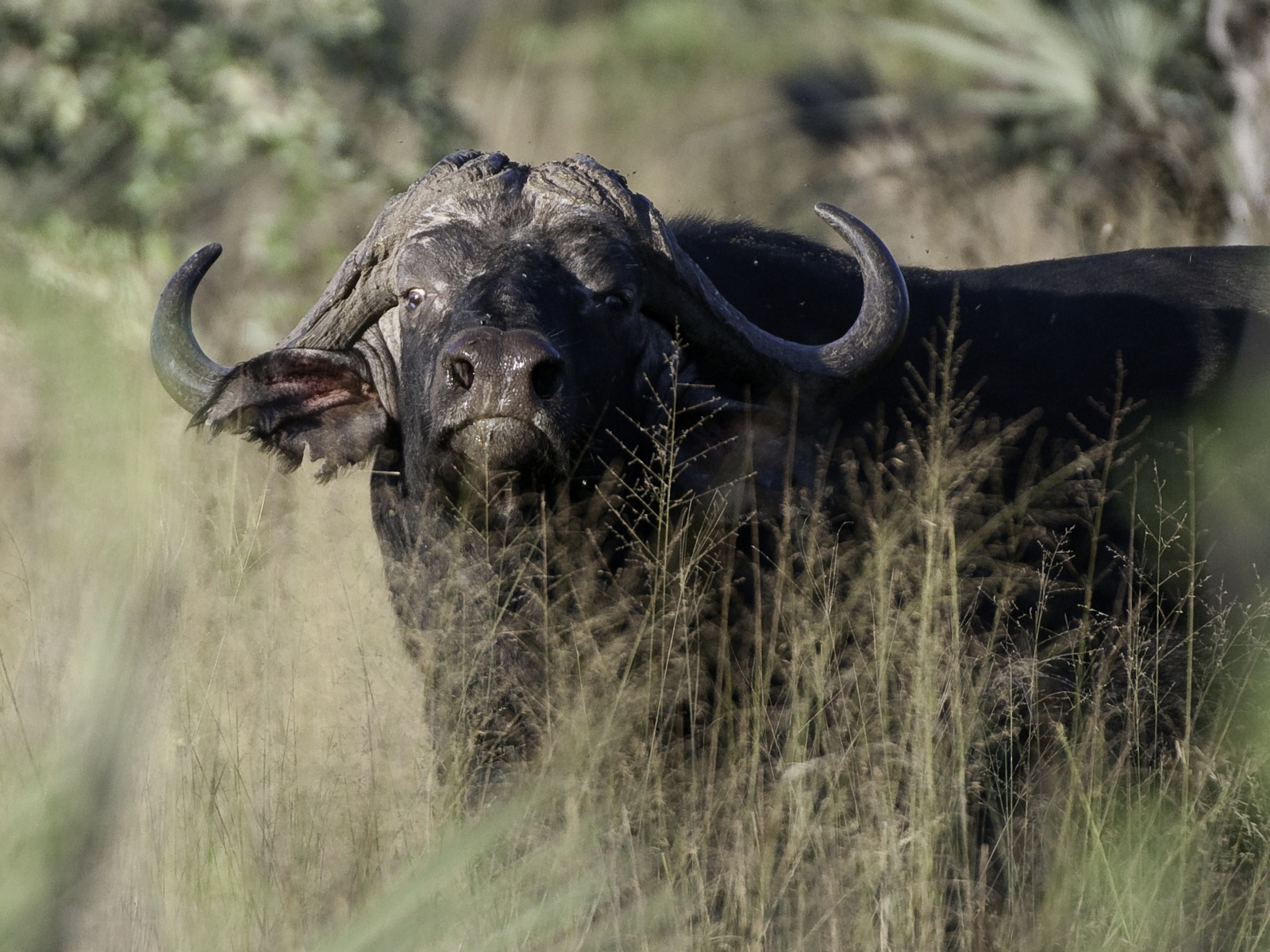 Abu Camp: Witternder Büffel